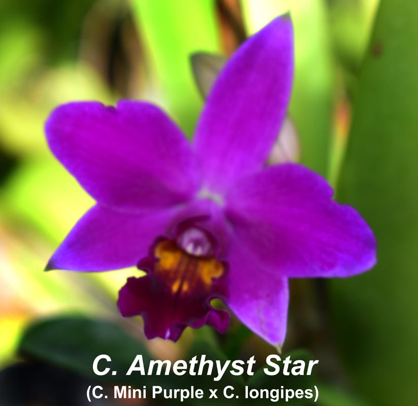 C. Amethyst Star previous bloom